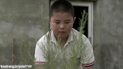 تبدیل بیابان به دشت سرسبز بوسیله گیاهان دارویی در چین