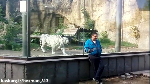 صحنه هایی از حمله حیوانات وحشی به انسانها در باغ وحش