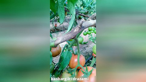 خسارت بیماری کپک خاکستری روی گوجه فرنگی در گلخانه