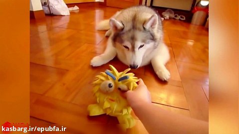 بازی کردن سگ های بامزه با اسباب بازی