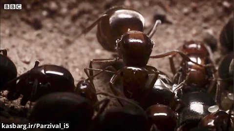 اعدام ملکه مورچه ها | گردن زدن ملکه توسط مورچه های خون آشام