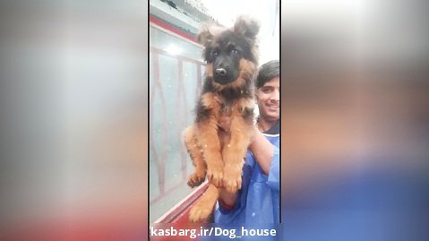 فروش ویژه توله های اصیل از نژاد های برتر سگهای گارد و نگهبان