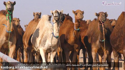 صنایع شیر شتر و محصولات آن در امارات متحده عربی