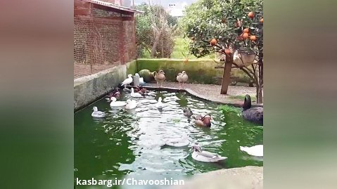 اردک های ماندارین