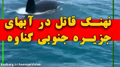 مشاهده نهنگ قاتل در آب های خلیج فارس!