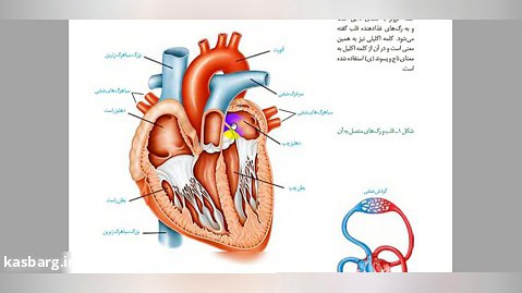 قلب و گردش خون - فصل چهارم زیست دهم - گفتار یک- قسمت اول