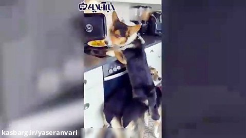 طنز تلاش سه سگ برای به دست آوردن غذا طنز