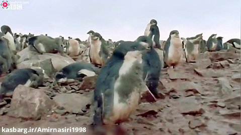 مستند حیات وحش :: حملات حیوانات :: پنگوئن ها