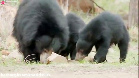 مستند حیات وحش :: حملات حیوانات :: خرس مادر در جست وجوی غذا