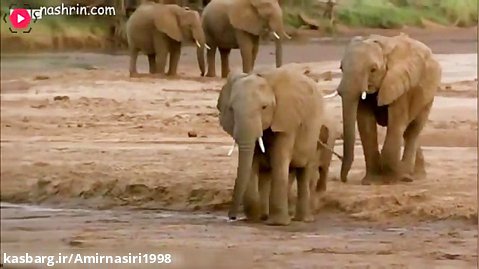 مستند حیات وحش :: حملات حیوانات :: شن بازی بچه فیل