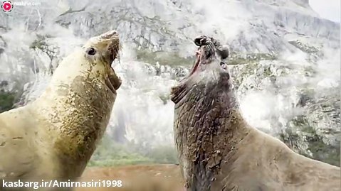 مستند حیات وحش :: حملات حیوانات :: سازگاری پنگوئن با محیط