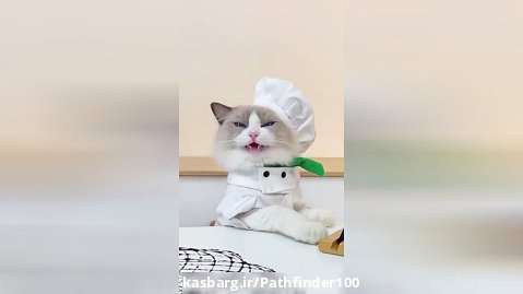 اهنگ میو میو گربه آشپز