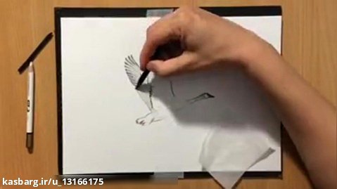 آموزش طراحی پرندگان با قلم زیبا