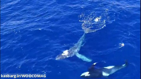 نهنگ های قاتل یک نهنگ گوژپشت را نجات می دهند