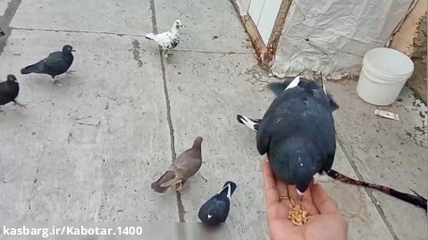روش دستی کردن کبوتر
