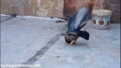 جلد کردن کبوتر