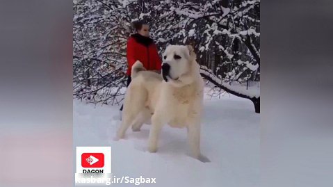 سگ آلابای روسیه ای غولپیکر