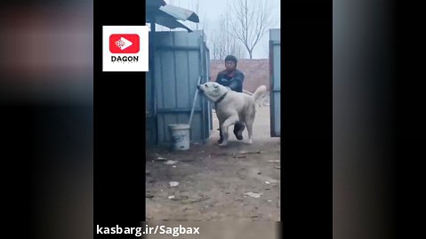 غول ترین سگ روسیه
