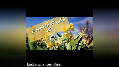 #هدیه روز پدر (مرد)،کادو همسرانه، تقدیر از پدربزرگ ها،تولیدنرگس تک آرا (شیراز)