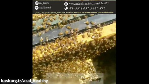 عسل تقلبی کوهی(عرضه مستقیم انواع عسل های طبیعی66121172_021)