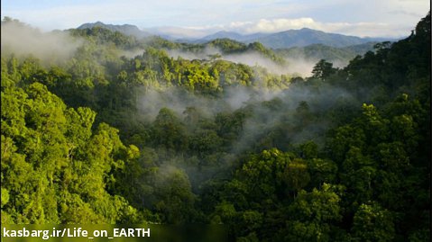 چگونه جنگل های استوایی را حفظ کنیم؟
