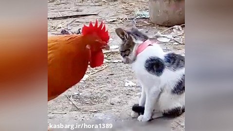 دعوا ی مرغ و گربه