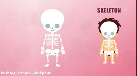 Skeleton - Human Body Parts