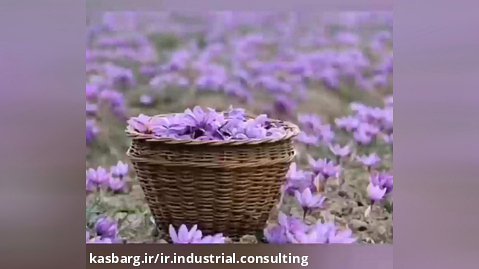 کشت گلخانه ای و صنعتی زعفران