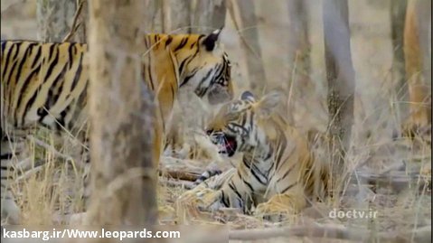 مستند نگاهی به حیات وحش هند بخش ۲