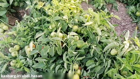 بذر گوجه فرنگی افرا منطقه خراسان شمالی شهرستان اسفراین