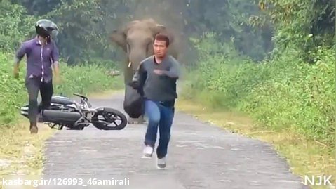 پرواز کردن عجیب ترین فیل دنیا(فوق العاده عجیب)