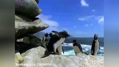 کلیپ طنز پنگوئن ها