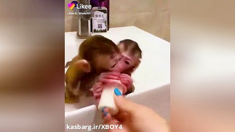 بچه میمون سرگرمی