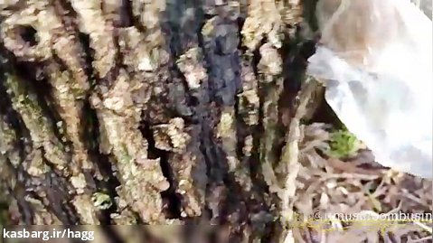 پرورش قارچ شیتاکه در ژاپن