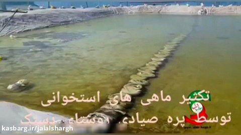 تکثیر خود جوش مردمی ماهیان استخوانی در روستای دستک شهرستان آستانه اشرفیه