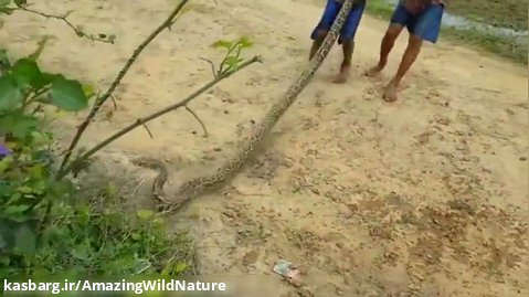 ویدئویی عجیب از گرفتن مار عظیم الجثه توسط دو کودک