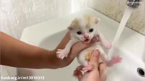 آموزش حمام کردن بچه گربه