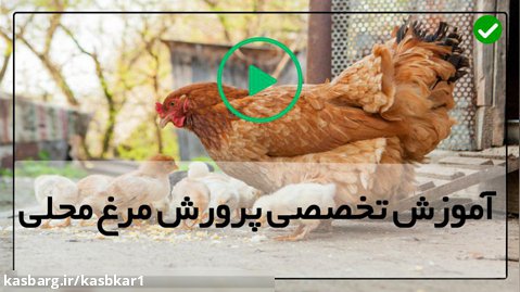 آموزش پرورش مرغ بومی محلی-پرورش مرغ-پنج اشتباه مرگبار پرورش مرغ