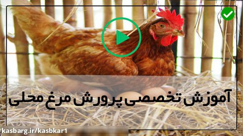 راه اندازی مزرعه پرورش مرغ