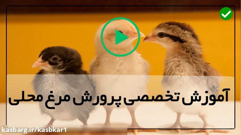 پرورش مرغ در خانه-فیلم پرورش مرغ-بیان کامل نکات پرورش مرغ گوشتی