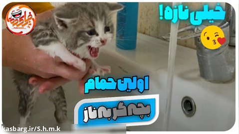 اولین حمام بچه گربه ناز ! | تا آخر ببینید !