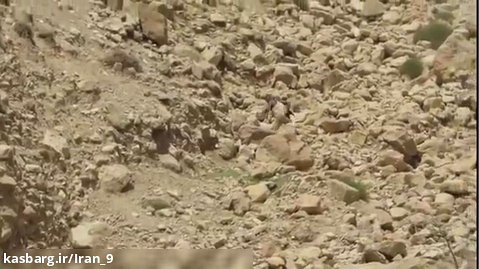 درگیری محیط بانان با شکارچی غیر مجاز در منطقه حفاظت شده کولک شهرستان مهران