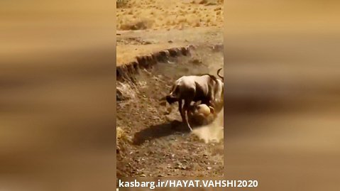 شکار بوفالو توسط شیر