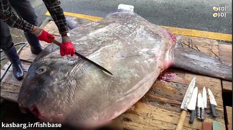 پاک کردن سنگین ترین ماهی جهان
