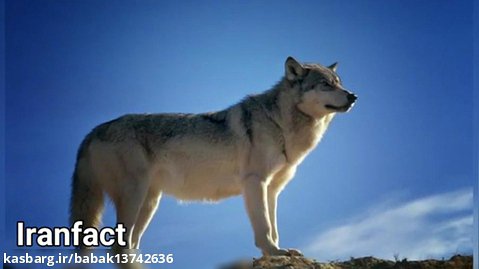 دانستنیهای جالب و شنیدنی درباره گرگها