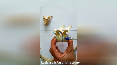 Rib anatomy آناتومی دنده