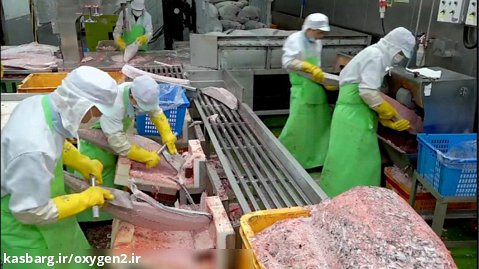 قطعه کردن 20 تن ماهی تن در روز  - کارخانه غذاهای دریایی کره ای