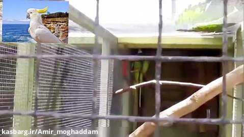 تغذیه شاه طوطی توسط شاه طوطی استرالیایی
