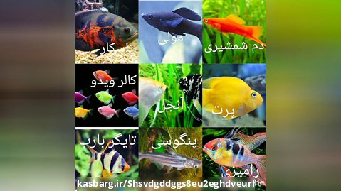 کدوم ماهی رو بیشتر دوست دارین؟