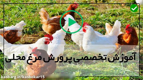 آموزش پرورش مرغ بومی محلی-پرورش مرغ-نیاز مرغ به گوشت